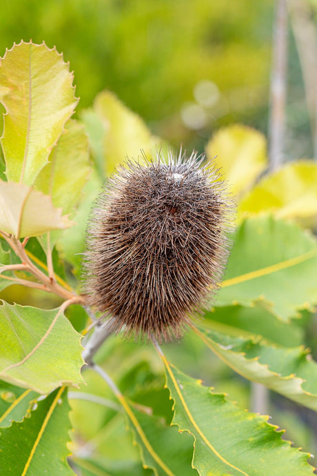 Swamp Banksia - Banksia robur - Brisbane Plant Nursery