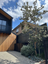 Coast Banksia - Banksia integrifolia