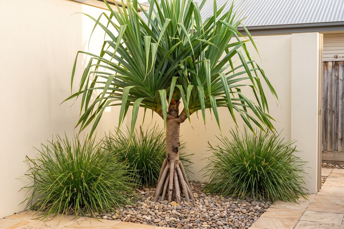 Baptist's pandanus as a courtyard feature plant with lomandra at its base