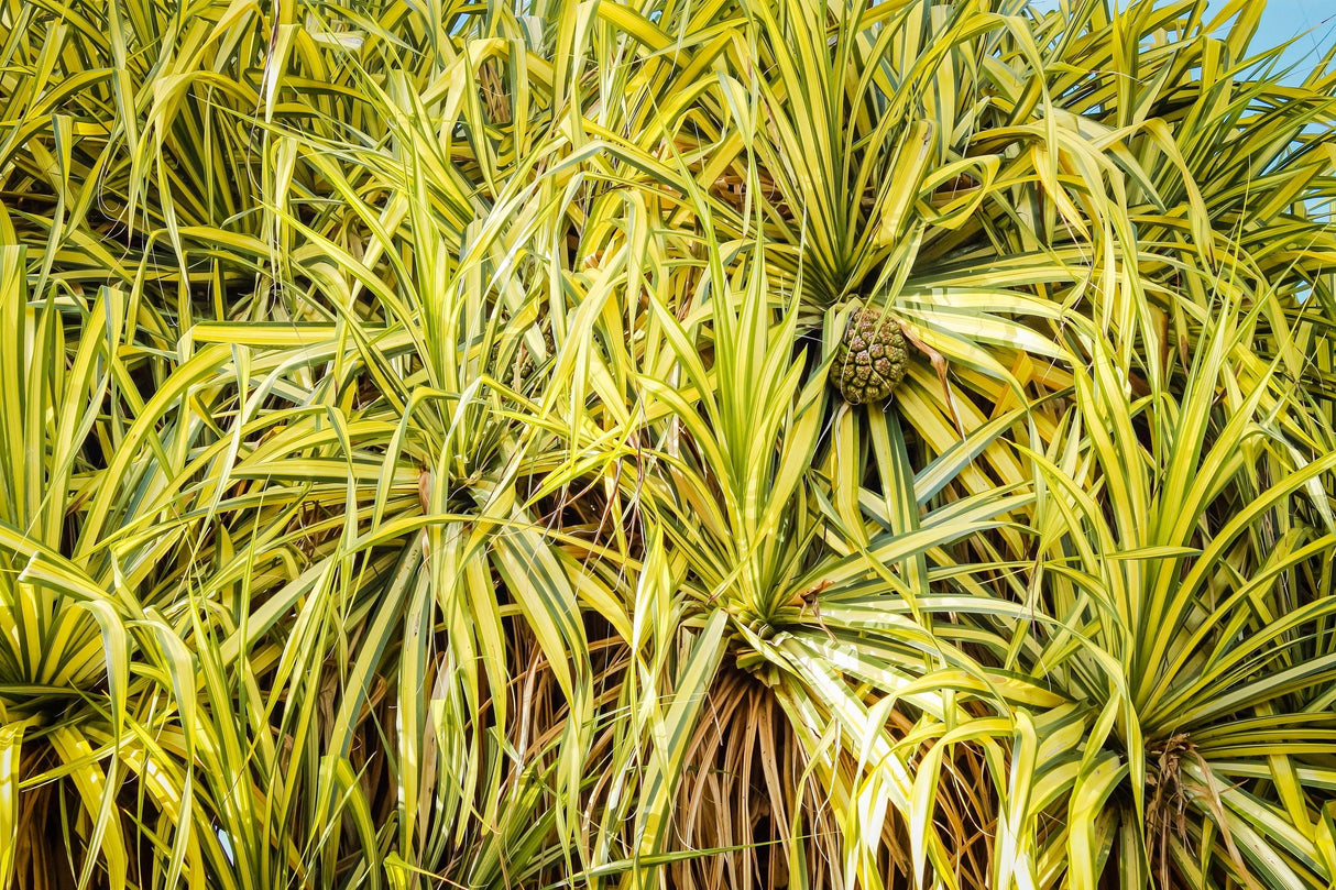 Baptist's Pandanus - Pandanus baptistii - Brisbane Plant Nursery