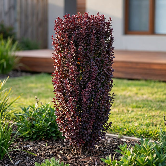 Barberry Helmond Pillar - Berberis thunbergii 'Helmond Pillar'