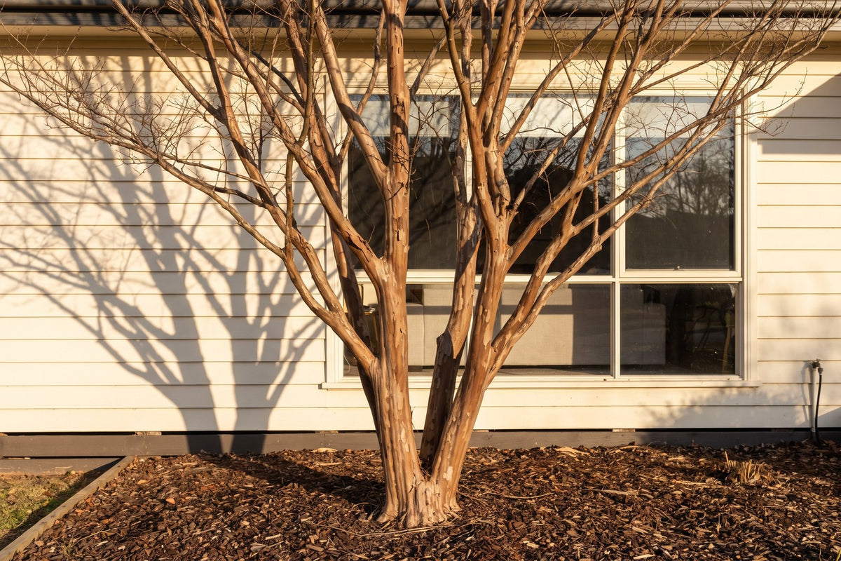 Bare crepe myrtle with cinnamon bark letting low winter sun through to a weatherboard house