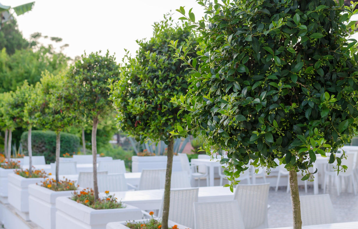 Bay Leaf - Laurus nobilis - Brisbane Plant Nursery