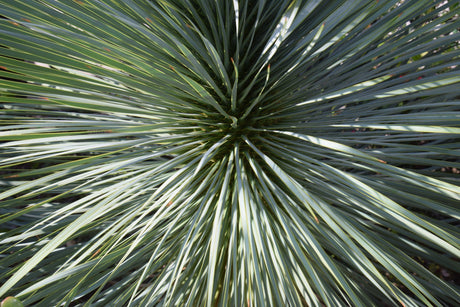 Beaked Yucca - Yucca rostrata - Brisbane Plant Nursery