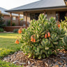 Bear Paws Succulent