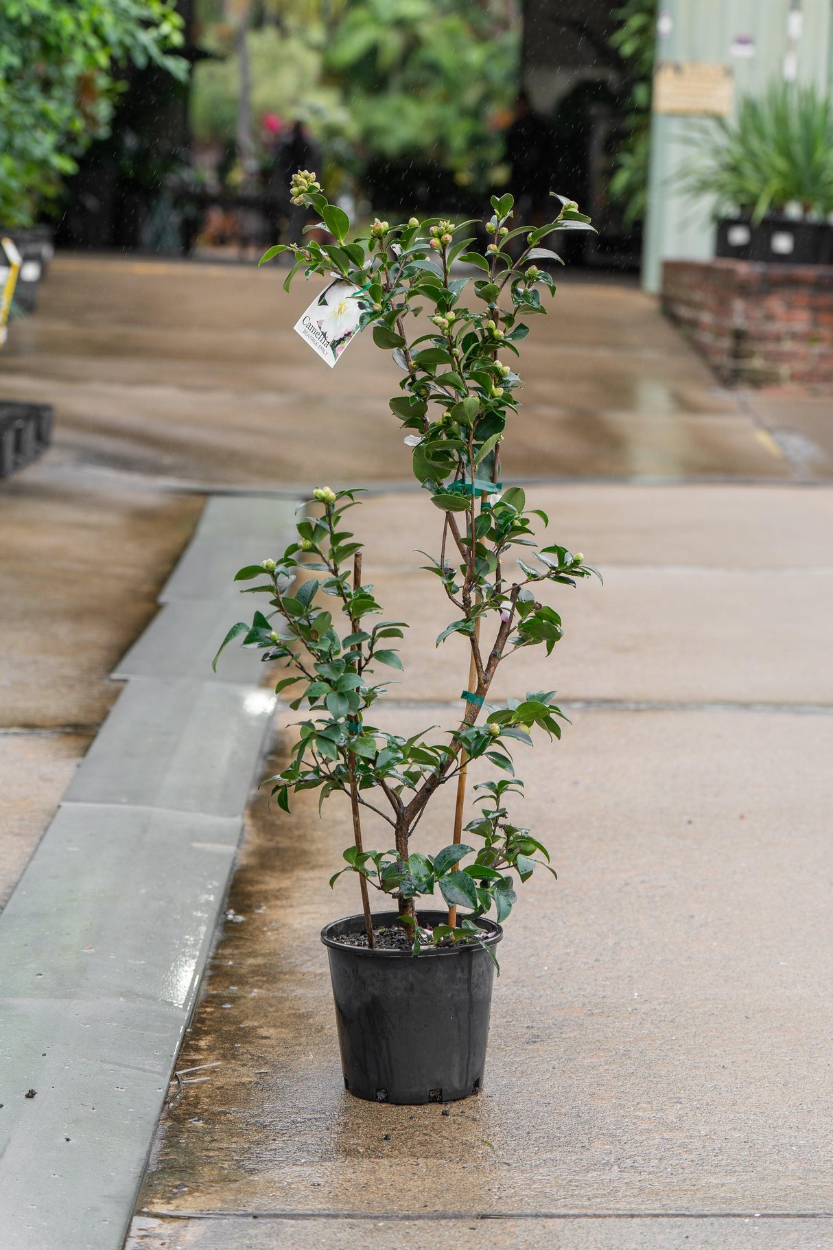 Beatrice Emily Camellia - Camellia sasanqua 'Beatrice Emily' - Brisbane Plant Nursery