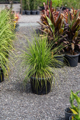 Ponytail Palm - Beaucarnea recurvata - Brisbane Plant Nursery