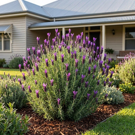 Italian Lavender (Lavandula stoechas)
