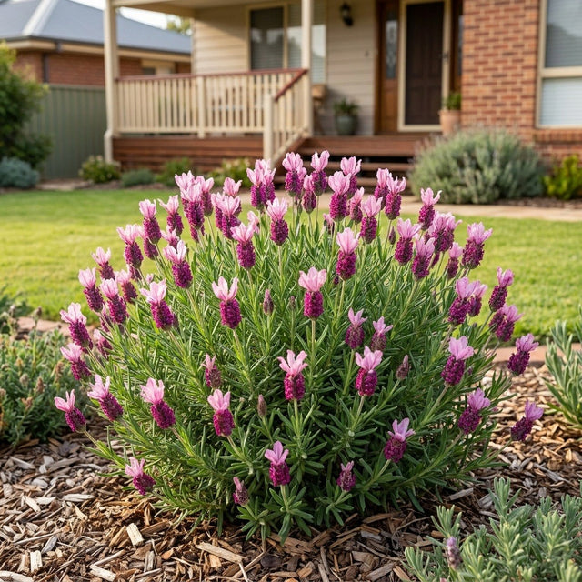 Italian Lavender (Lavandula stoechas)