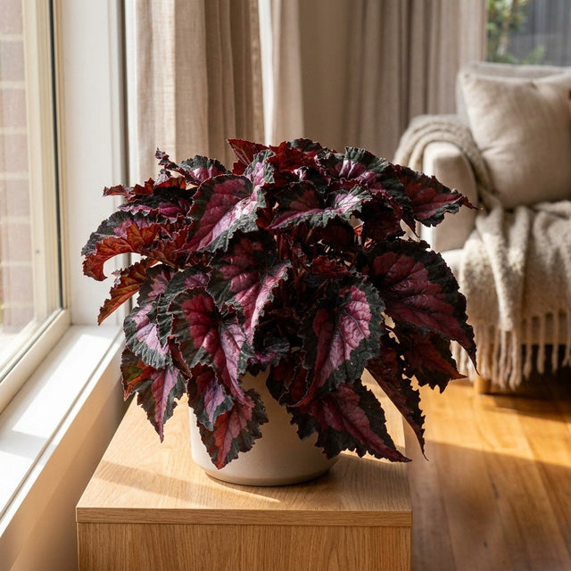 Begonia (Begonia)