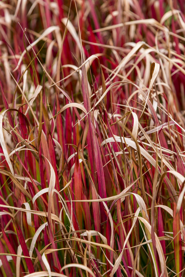 Belinda's Find Hook Sedge - Uncinia rubra 'Belinda's Find' - Brisbane Plant Nursery