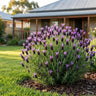 Bella Blue Italian Lavender