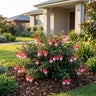 Bella Hilda Fuchsia