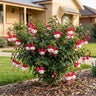 Bella Laura Fuchsia