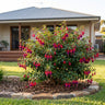Bella Maria Fuchsia