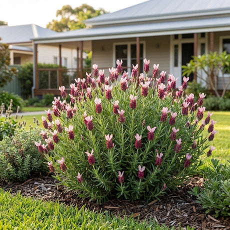 Italian Lavender (Lavandula stoechas)
