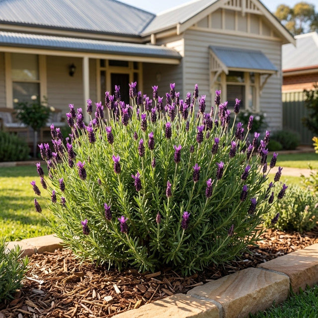 Italian Lavender (Lavandula stoechas)