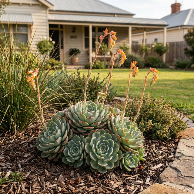 Ben Badis Succulent (Echeveria hybrid 'Ben Badis') growing in a mulched garden bed in front of an Australian home