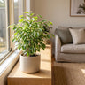 Benji Variegated Weeping Fig