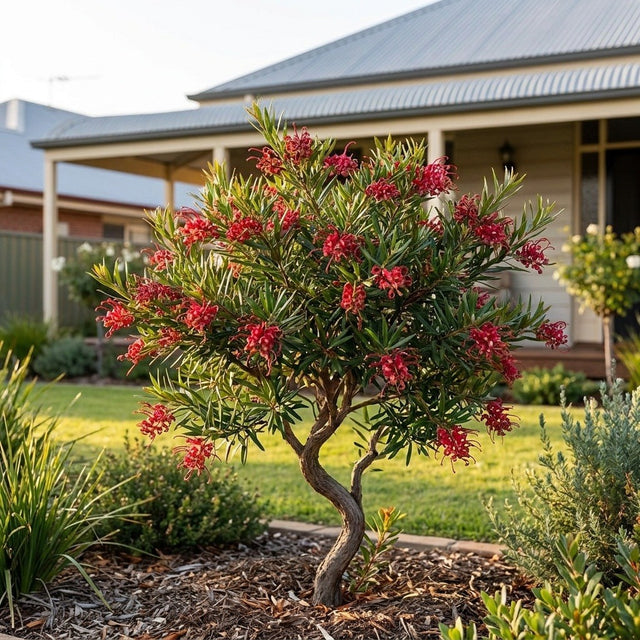Grevillea (Grevillea)