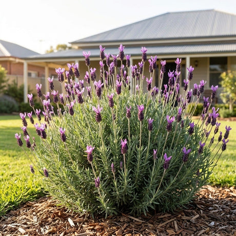 Italian Lavender (Lavandula stoechas)