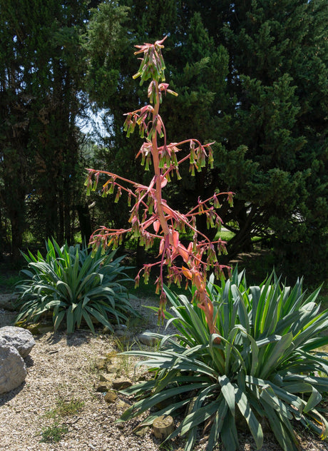 Mexican Lily - Beschorneria yuccoides - Brisbane Plant Nursery