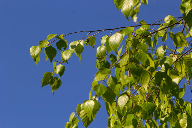 Summer Cascade River Birch - Betula nigra Summer Cascade - Brisbane Plant Nursery