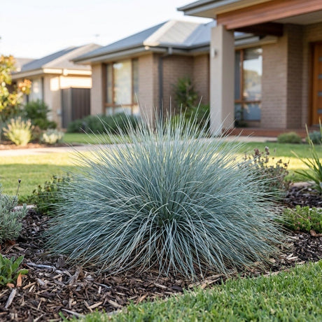 Fescue (Festuca glauca)