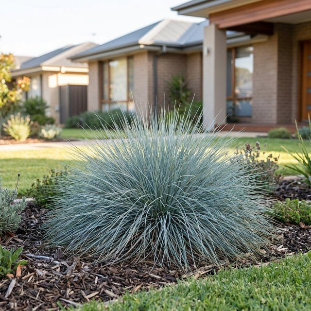 Fescue (Festuca glauca)