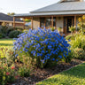 Big Blue Lechenaultia