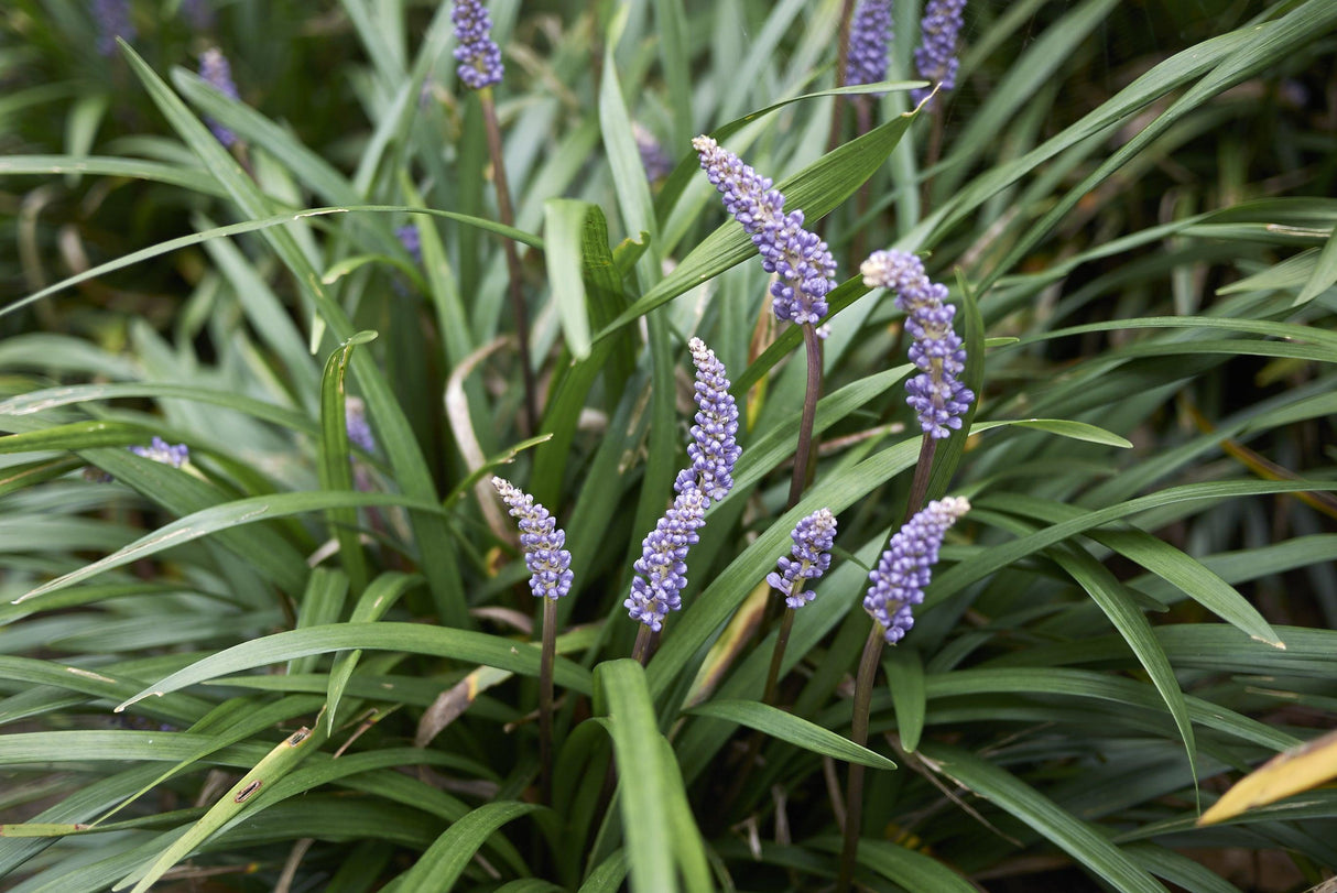 Big Blue Liriope - Liriope muscari 'Big Blue' - Brisbane Plant Nursery