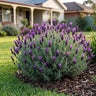 Big Night Italian Lavender