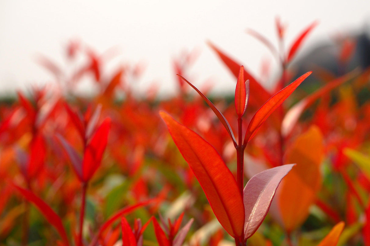 Big Red Lilly Pilly - Syzygium australe 'Big Red' - Brisbane Plant Nursery