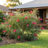 Billy Bonkers Grevillea