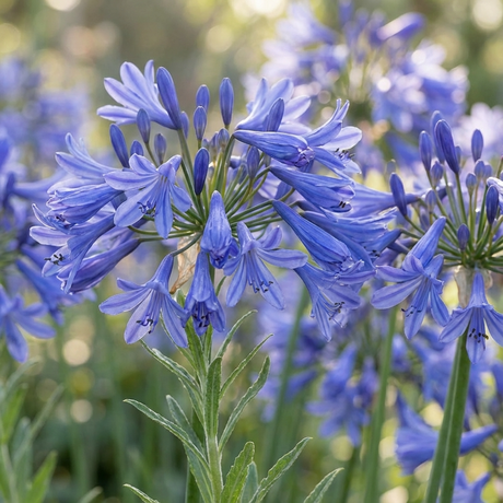 Agapanthus ‘Bingo Blue’ (Agapanthus africanus) features vibrant deep-blue blooms set against lush green foliage. This low-maintenance perennial brings stunning color and elegance to any outdoor garden.