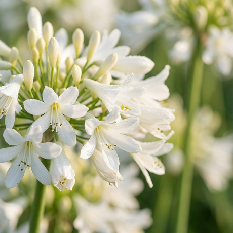 Close-up of Agapanthus ‘Bingo White’ (Agapanthus africanus) outdoors, showing elegant white blooms and blurred green stems—a compact garden plant with striking flowers.
