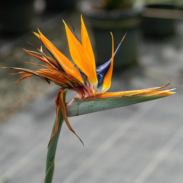 Bird of Paradise - Strelitzia reginae - Brisbane Plant Nursery