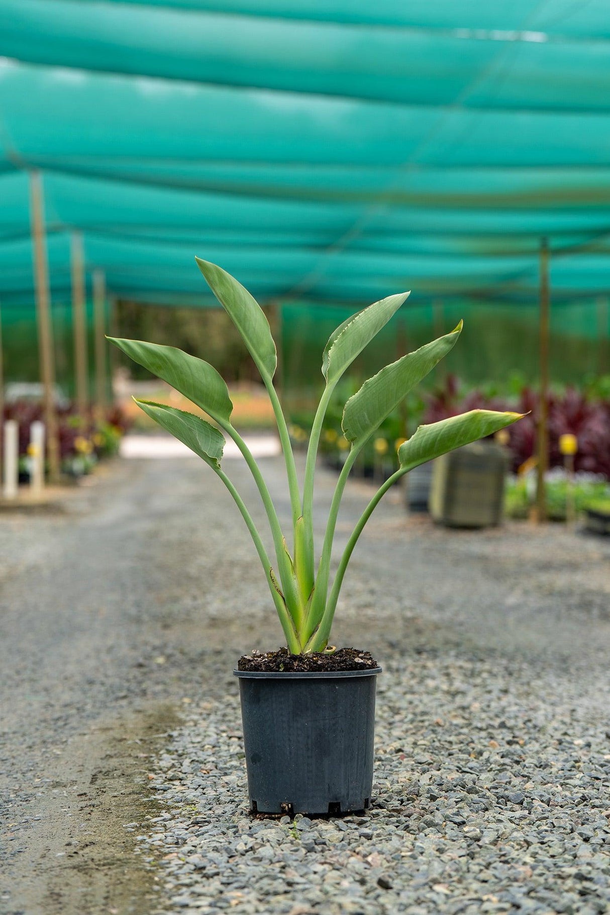 Bird of Paradise - Strelitzia reginae - Brisbane Plant Nursery