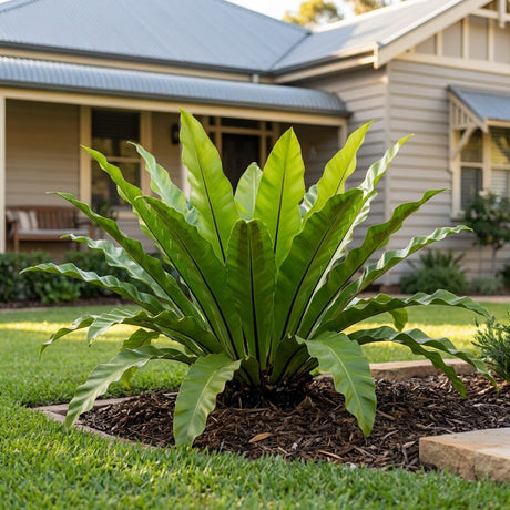 Bird's Nest Fern (Asplenium antiquum)
