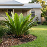 Bird's Nest Fern