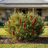 Bird Song Banksia