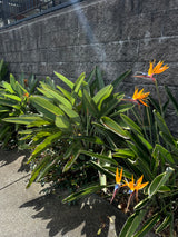 Bird of Paradise - Strelitzia reginae