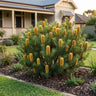 Birthday Candles Hairpin Banksia
