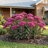 Birthday Party Stonecrop