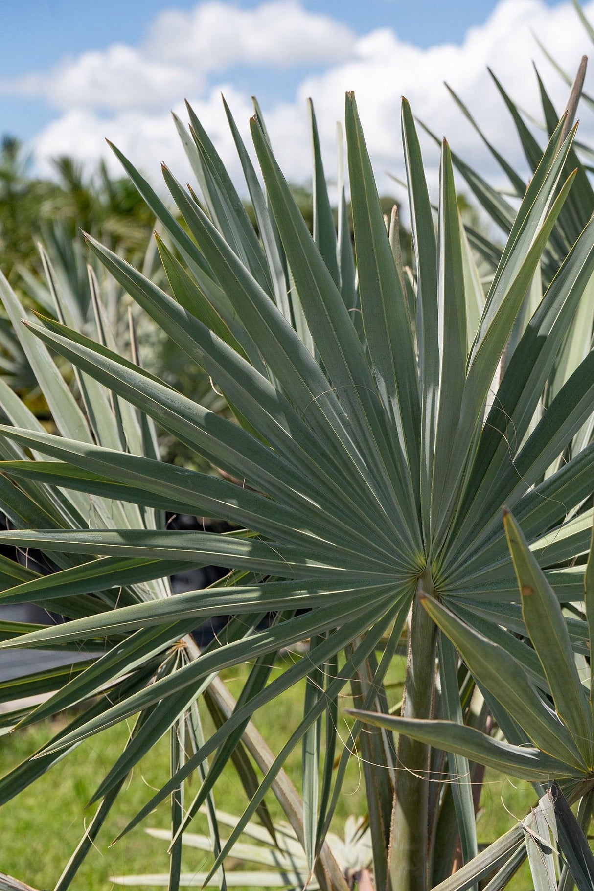 Bismarck Palm Tree - Bismarckia nobilis - Brisbane Plant Nursery