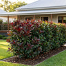 Black Jack Photinia
