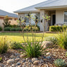 Black Kangaroo Paw