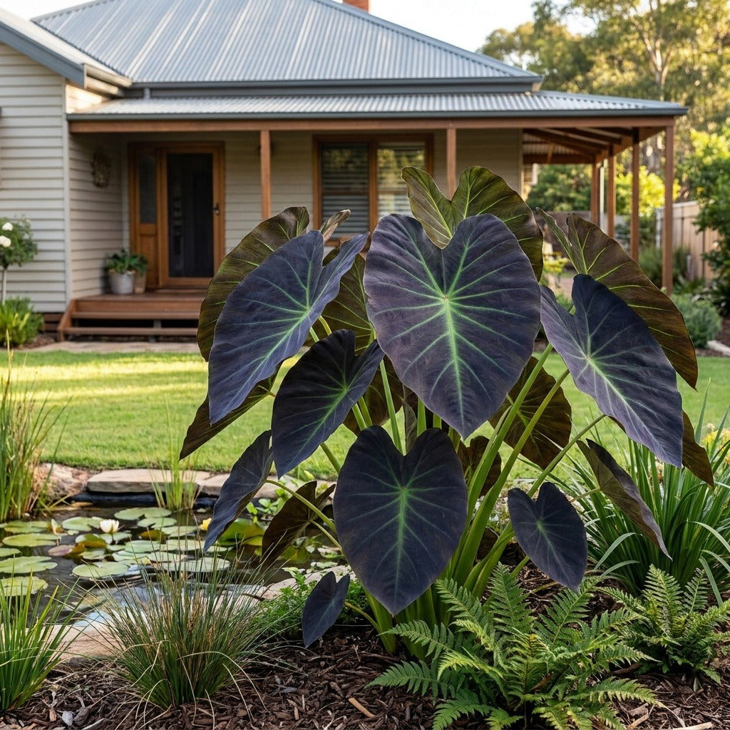 Black Leaf Illustris Elephant Ears (Colocasia esculenta 'Black Leaf Illustris') growing in a mulched garden bed in front of an Australian home