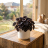Black Leaf Ripple Peperomia