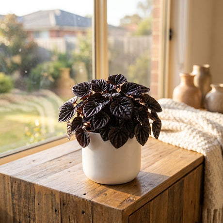 Black Leaf Ripple Peperomia